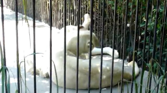 White lions @ Yalta Zoo смотреть онлайн