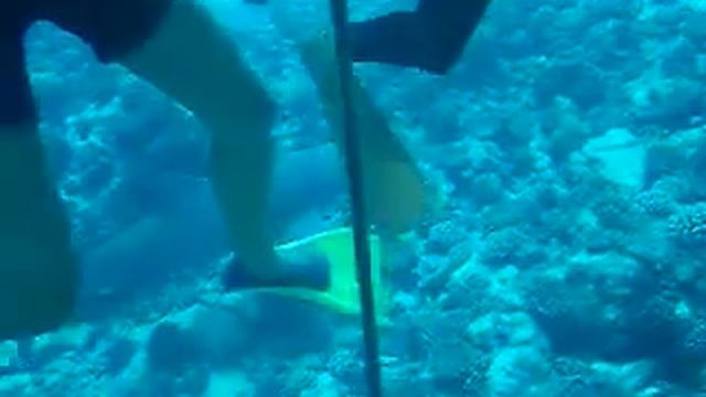 Requin citron.AVI смотреть онлайн