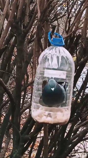 А у нас во дворе есть кормушка одна,Среди прочих других в ней большая дыра... смотреть онлайн