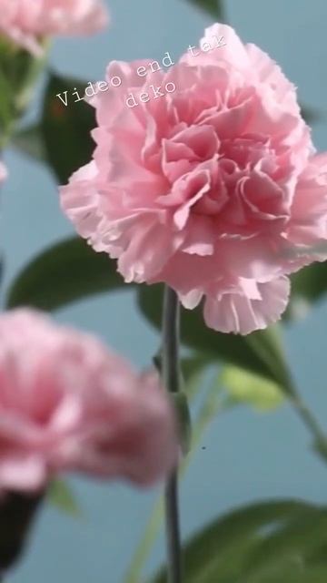 Subscribe my YouTube channel beautiful video #shorts #short video смотреть онлайн