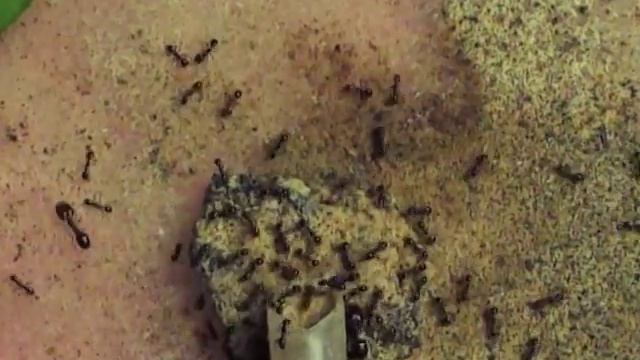 Муравьи Pheidole из Израиля смотреть онлайн