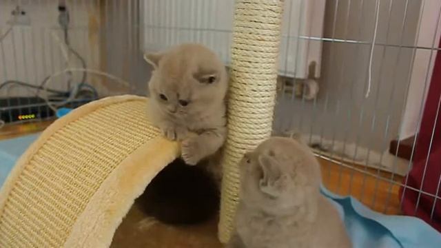 British Shorthair Kitten - "M" смотреть онлайн