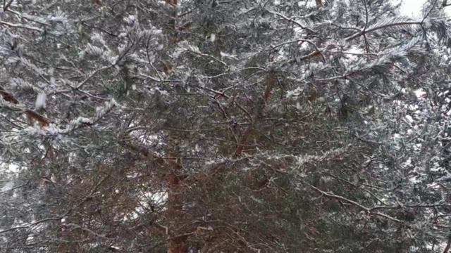 Видео зима 2024-2025