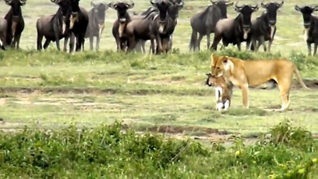 Serengeti lion attacts gnu смотреть онлайн