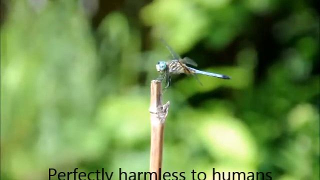 Blue Eyed Darner Dragonfly смотреть онлайн