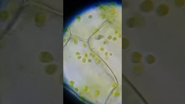Anacharis leaf cell under a microscope at 1000x смотреть онлайн