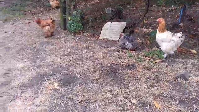 сіла квочка і чому я дозволяю///сідіти їй//в зиму??? смотреть онлайн