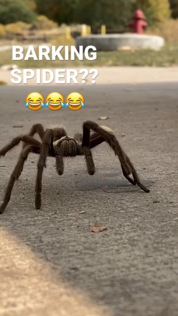 #Barking Spider?? 😂 смотреть онлайн