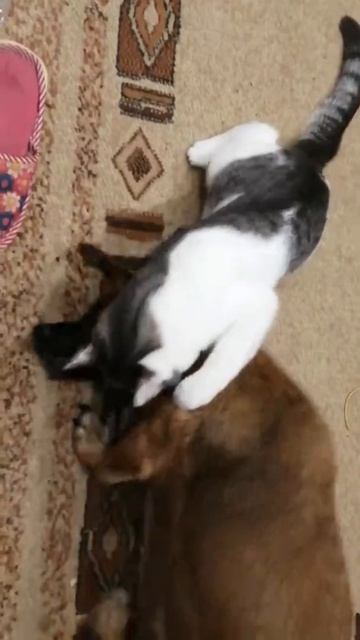 Бой собаки и кота.Кот вцепился в горло собаке. смотреть онлайн