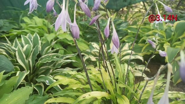 ☘️хоста Curly Fries#petrnovar#запорожье #hostas #хосты #репортаж