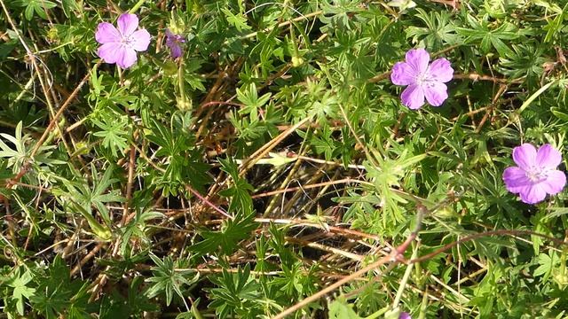 Geranium Sanguineum Var. Striatum
