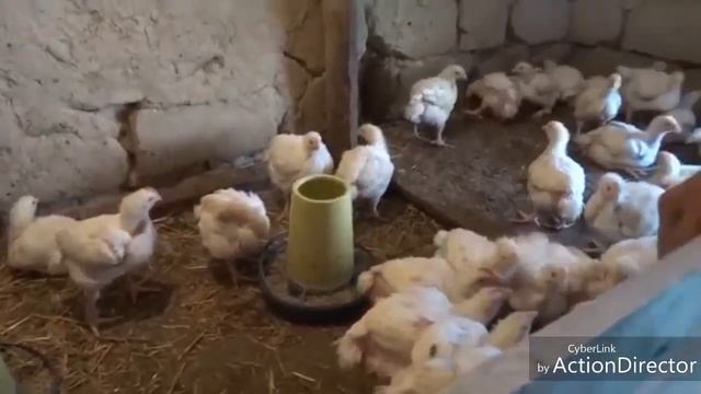 TOVUQ BOQISH BIZNES SHOV UZ SIRLAR