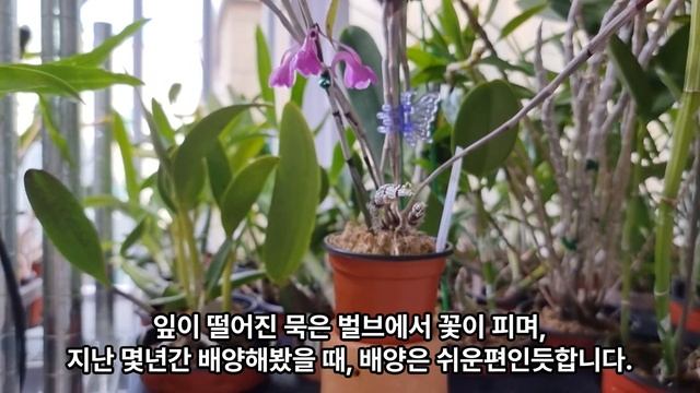 Dendrobium intricatum 덴드로비움 인트리카툼 смотреть онлайн
