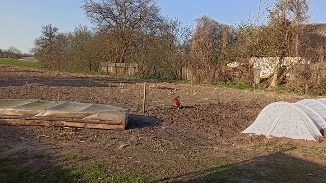 Накрила теплиці з агро волокна. смотреть онлайн