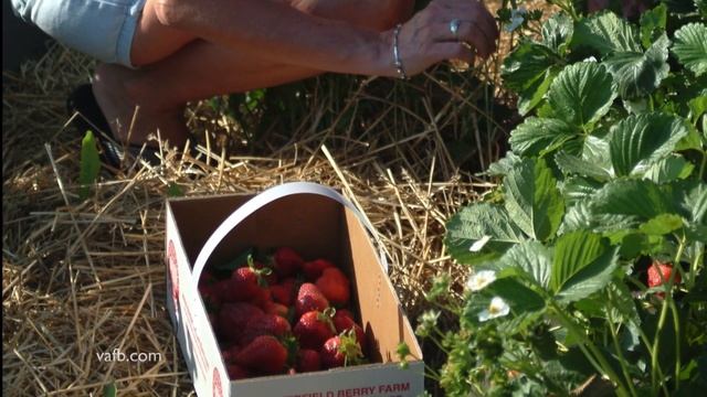 Field to Plate: Virginia Strawberries смотреть онлайн