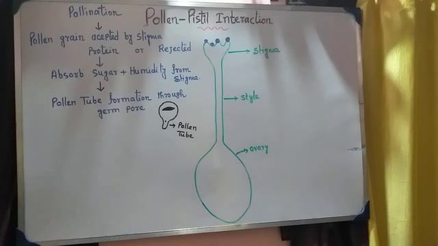 Pollen Pistil interaction | unit 1 | class 12 | NEET | WBCHSE | TARGET BIOLOGY | смотреть онлайн