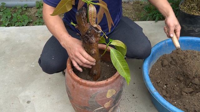 How To Grow Mango With Branches Super Fast And Produce Lots Of Fruit смотреть онлайн