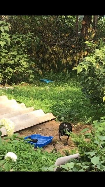 Малыши индийского бегуна с мамой.Купание смотреть онлайн