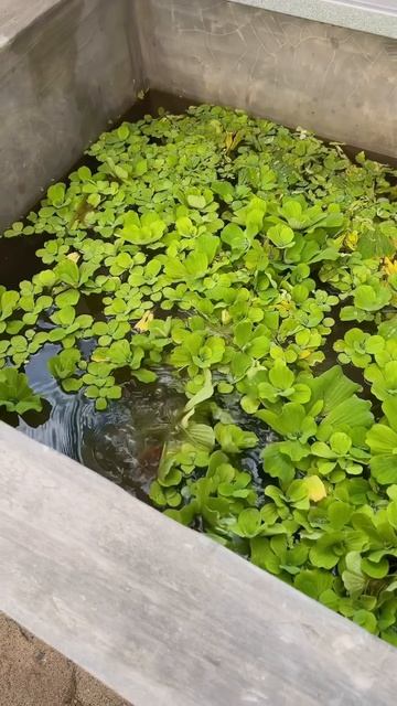 Niat berimakan ikan channa dan toman di kolam tapi jari tangan ku digigit red Barito😭 #500 #KOOKIKO смотреть онлайн