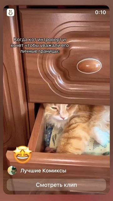 Спрятатья#красиво #кот #бегемот #спрятался #астрахань смотреть онлайн