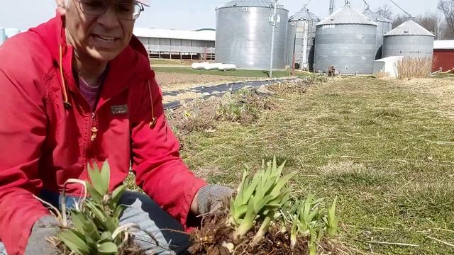 Digging and Dividing Perennials - Part 2 - March 29, 2021 смотреть онлайн