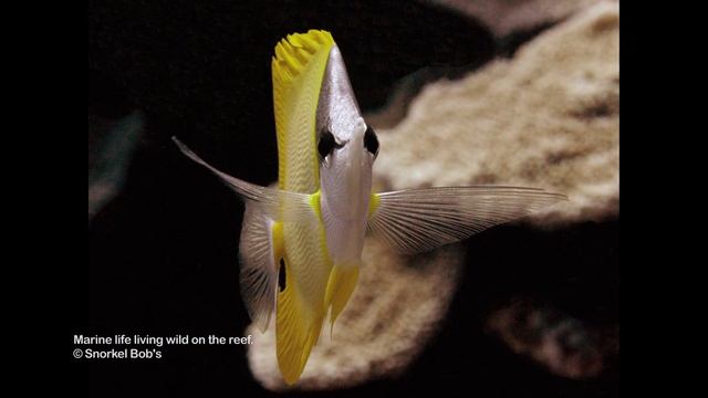 Longnose Butterfly 2017 PSA смотреть онлайн