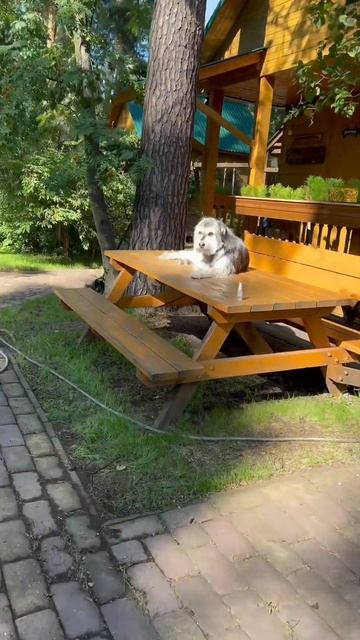 Собаке стало стыдно 😳 (озвучка) 🐕 Shorts #собака #дачаstile #стыдно смотреть онлайн