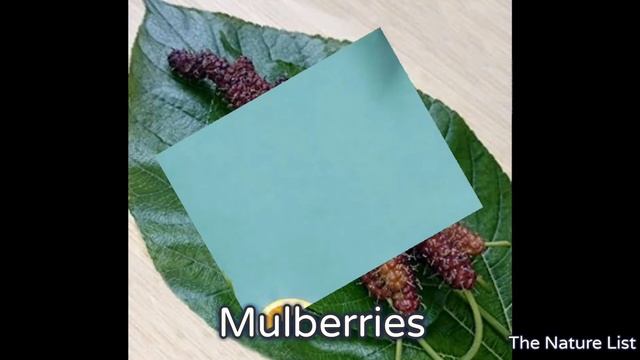 Top 10 unique fruits you've never heard of ! смотреть онлайн