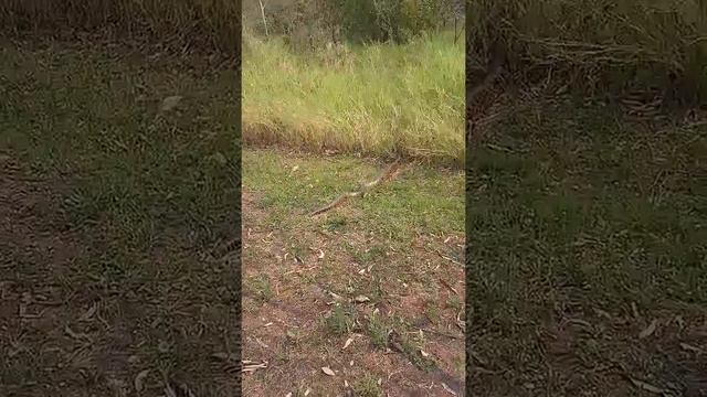 Kurijú (boa, anaconda) en Parque Guazú смотреть онлайн