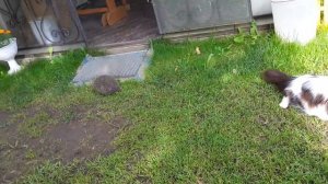 Кошка увидела ежа