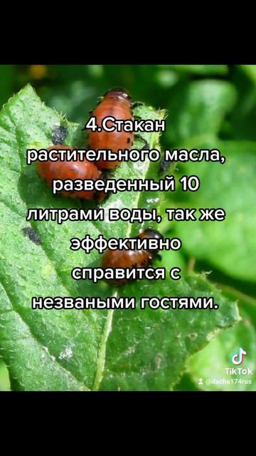 боремся с колорадским жуком смотреть онлайн