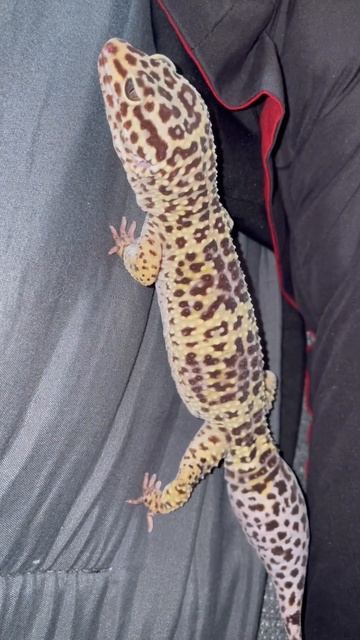 15 year old Leopard gecko #leopardgecko #gecko #animals #pets #shortsfeed #old смотреть онлайн