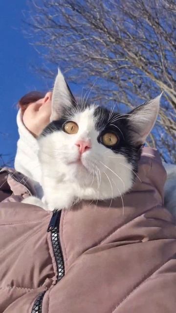 Первая прогулка Белки⬛ #изгородавдеревню #домиквдеревне #вдеревне #кошки #деревня смотреть онлайн