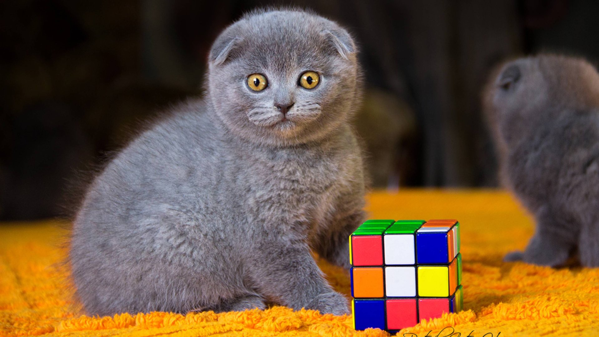 Шотландская вислоухая кошка: Популярная порода со смертельным геном внутри смотреть онлайн