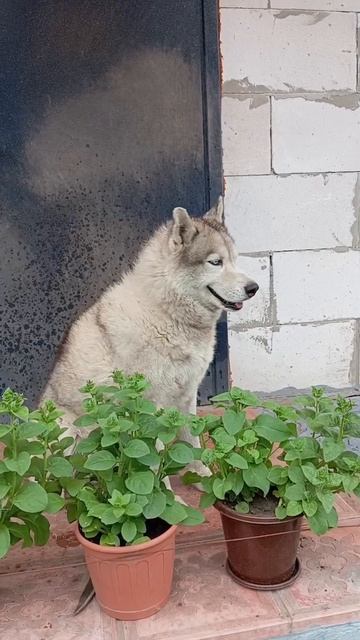 хаски Вам в шортс)))) смотреть онлайн