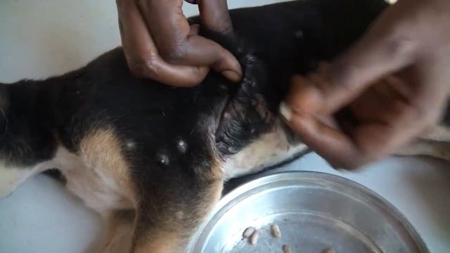Mangoworms - Dog Videos - Jeffrey found a happy puppy, starring Mangoworms and Fatou, Parasites смотреть онлайн