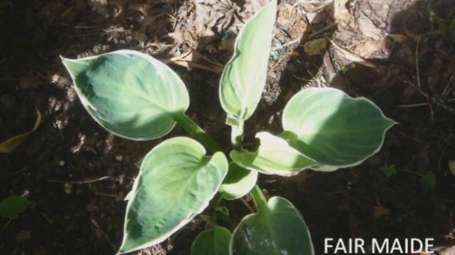 Hosta Haven 1 霍斯塔黑文一 смотреть онлайн