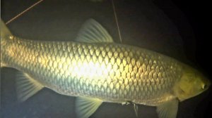 Что Скрывается в Башкирских Водоёмах. Подводная Охота в Башкирии