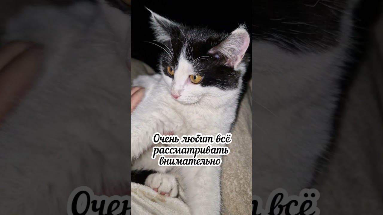 Моя кошка Белка ⬛ #кошка #кошкавдоме #кошечки смотреть онлайн