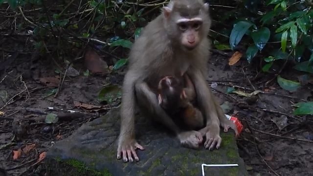 Best Moment Of Young Mom Try Give Birth A Newborn Monkey, Finally Young Mom Give Birth Successfully