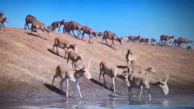 Saiga Antelope смотреть онлайн