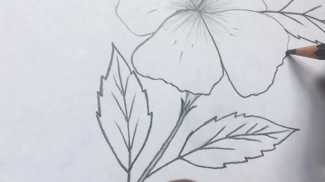 Draw Hibiscus flower 🌺 | draw easy hibiscus | draw cute hibiscus смотреть онлайн