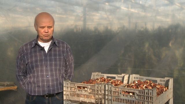 În grădina Danei: Plantarea bulbilor de lalele în spaţii protejate (@TVR1) смотреть онлайн