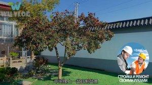 Красивая китайская девушка сделала ремонт своими руками загородного дома и сада.