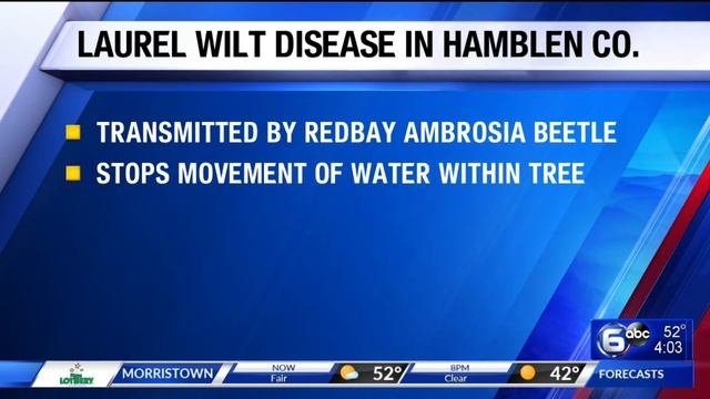 Laurel wilt disease in Hamblen County смотреть онлайн