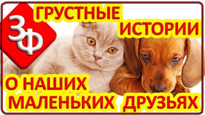117 Грустные истории зрителей о наших маленьких друзьях смотреть онлайн