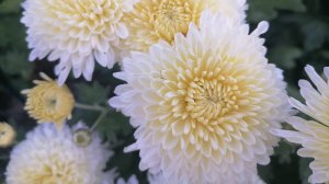 № 99 Корейская хризантема БЕЛГ 25-16