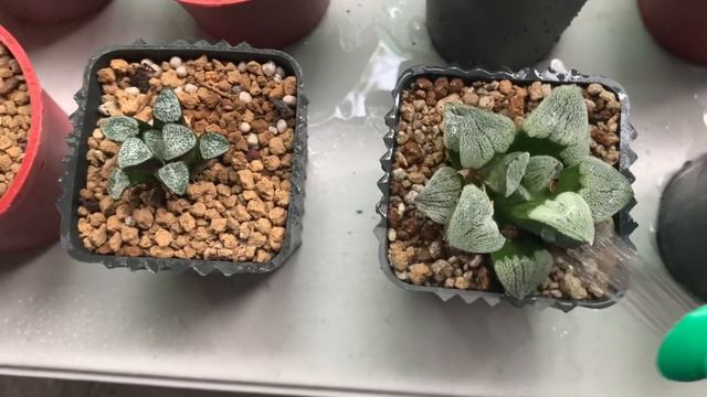 [ENG SUB] Hawothia Collection and Watering смотреть онлайн