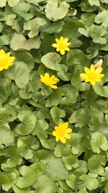 Yellow blooms Flowers Walk Park Good mood Positive #Landscape #positivevibes#spring смотреть онлайн