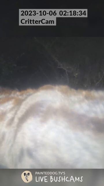 LIVE BushCam Highlight - Genet Drinks and Moves About смотреть онлайн